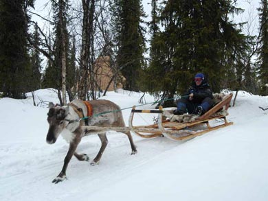 Reindeer Encounter and Sámi Experience in Lapland | Photo: Peter Grant