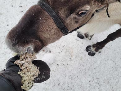 Reindeer Encounter and Sámi Experience in Lapland | Photo: Nature Travels