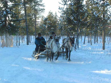 Reindeer Encounter and Sámi Experience in Lapland | Photo: Katja Bechtloff