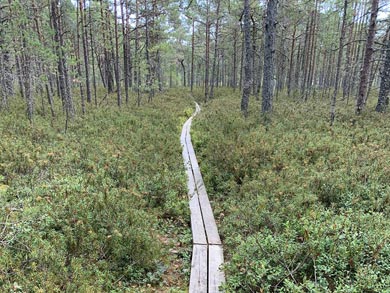 The S&ouml;rmland Trail is a well-maintained network | Photo: NT