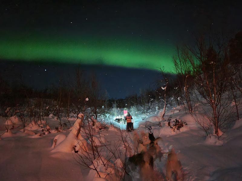 Northern Lights during your dogsled tour