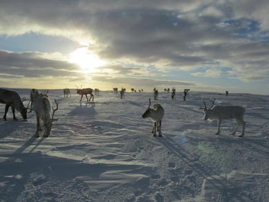 Ski Touring and Winter Camping on the Finnmark Plateau | Photo: Victoria Grove