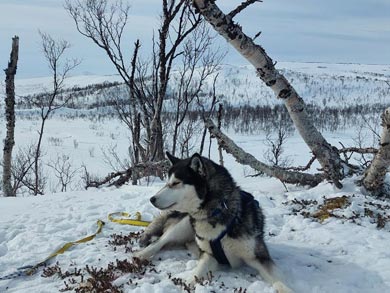 Ski Touring and Winter Camping on the Finnmark Plateau | Photo: PIR