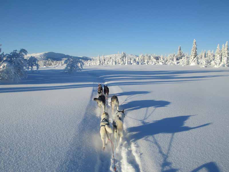 Dog Sledding and Northern Lights in Vindelfjällen