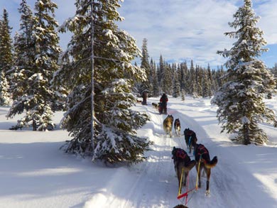 Dog Sledding & Northern Lights in Vindelfjällen | Photo: Bruce Dunlop