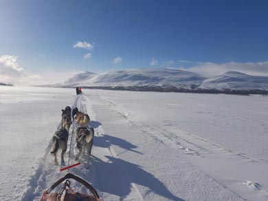 Wilderness Dogsled Adventure in Vindelfjällen | Photo: Monika Schwage