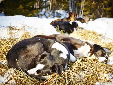 Wilderness Dogsled Adventure in Vindelfjällen | Photo: PK