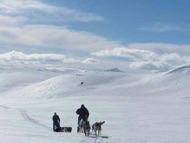 Wilderness Dogsled Adventure in Vindelfjällen | Photo: PK