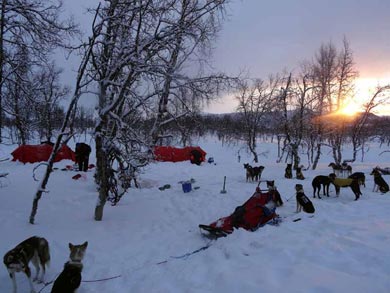Wilderness Dogsled Adventure in Vindelfjällen | Photo: PK