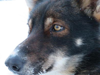 Wilderness Dogsled Adventure in Vindelfjällen | Photo: Kayleigh McMillan