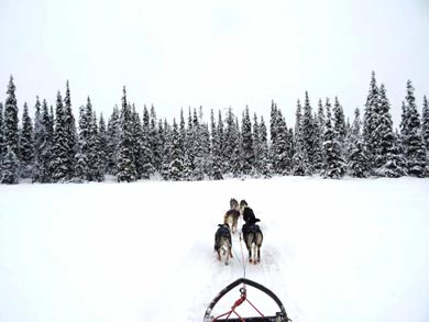 Wilderness Dogsled Adventure in Vindelfjällen | Photo: PK