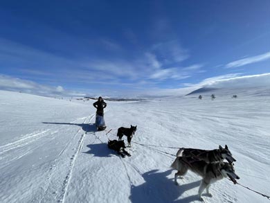 Wilderness Dogsled Adventure in Vindelfjällen | Photo: Chris Bryce