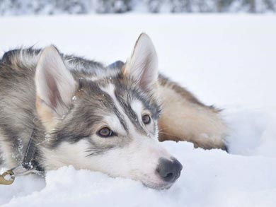 Wilderness Dogsled Adventure in Vindelfjällen | Photo: Sarah Hook