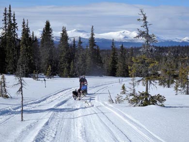 Wilderness Dogsled Adventure in Vindelfjällen | Photo: PK