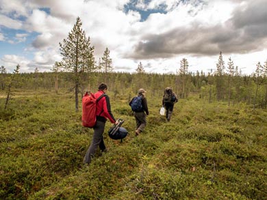 The week includes some wonderful hiking in the Lapland wilderness | Photo: RM