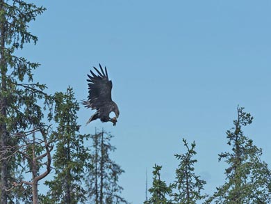 Swedish Lapland is rich in wildlife, and the week focuses on some of its iconic animals | Photo: RM