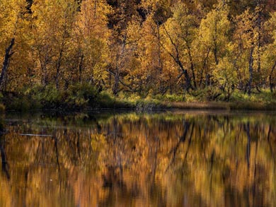 In autumn, the forest colours are spectacular | Photo: RM