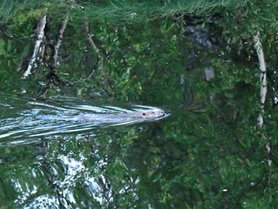 The beaver safari gives good chances to see this industrious resident at work | Photo: RM