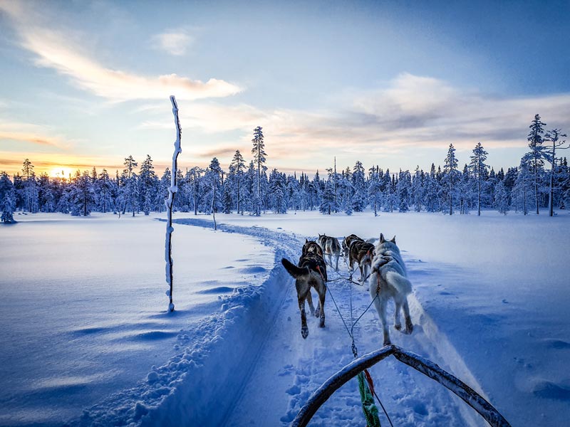 Dog sledding during your stay in Lapland