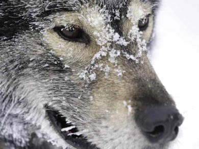 Meeting the huskies | Photo: RM