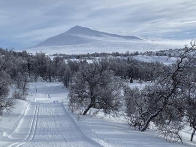 The area offers the flexibility to ski in both forest and more open landscapes | Photo: Magnus George