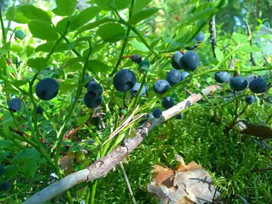 Foraging for berries from the cabin | Photo: TET