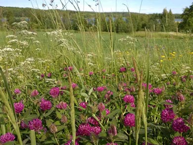 Countryside around the cabin | Photo: TET