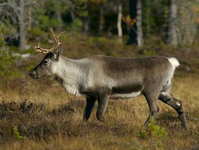 You may well spot some reindeer during your tour! | Photo: TS