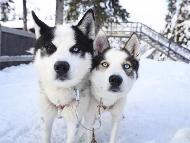 Discover Husky Sledding in the Wilderness | Photo: Visit Finland Harri Tarvainen