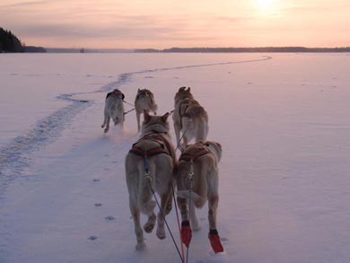 Discover Husky Sledding in the Wilderness | Photo: UT