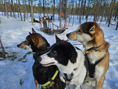 Discover Husky Sledding in the Wilderness | Photo: Sara Wie