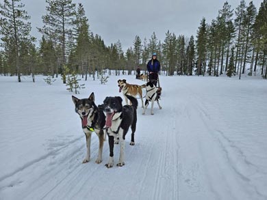 Discover Husky Sledding in the Wilderness | Photo: Sara Wie