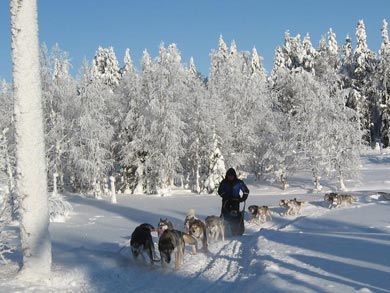 Discover Husky Sledding in the Wilderness | Photo: UT