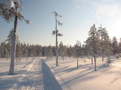 Discover Husky Sledding in the Wilderness | Photo: UT