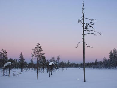 Discover Husky Sledding in the Wilderness | Photo: UT