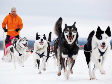 Discover Husky Sledding in the Wilderness | Photo: Visit Finland Mikko Ryhanen
