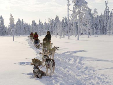 Discover Husky Sledding in the Wilderness | Photo: Visit Finland Rafa Perez