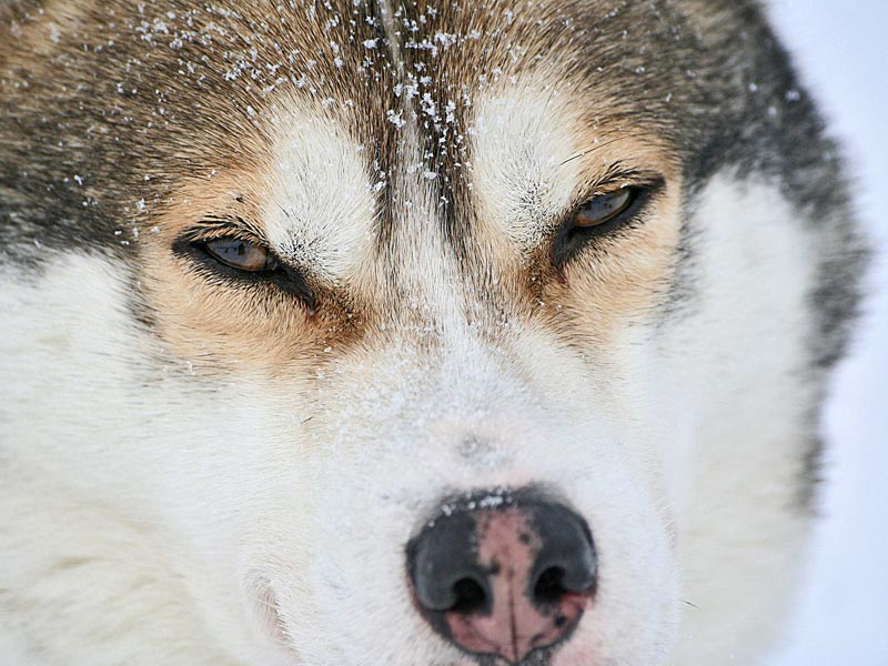 Discover Husky Sledding in the Wilderness | Photo: Visit Finland Jean Noel Lanthiez