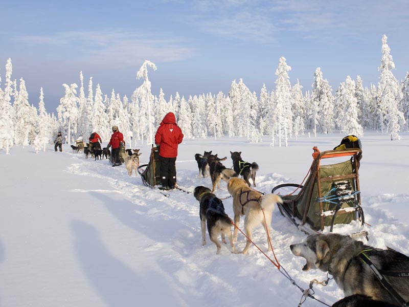 Discover Husky Sledding in the Wilderness | Photo: Visit Finland Rafa Perez