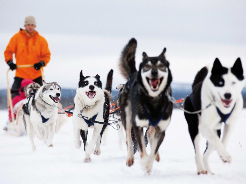 Discover Husky Sledding in the Wilderness | Photo: Visit Finland Mikko Ryhanen