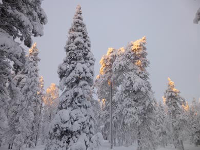 Fresh snow on the trees | Photo: Robert Evans