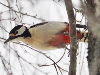The area is rich in wildlife and you may see tracks and signs of many animals | Photo: Anthony Hammock