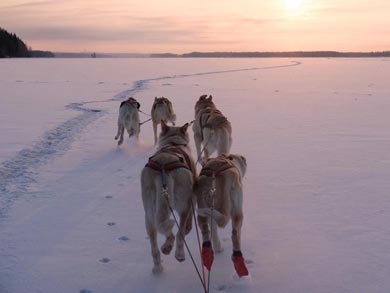 Drive your own dogsled | Photo: UT