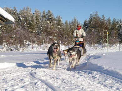 The adventure of dog sledding | Photo: UT
