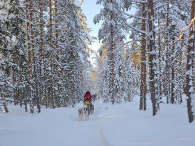 Island Cabin Dogsled Safari in South Lapland | Photo: WLA