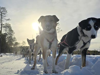 The huskies are always the stars of the show! | Photo: WLA