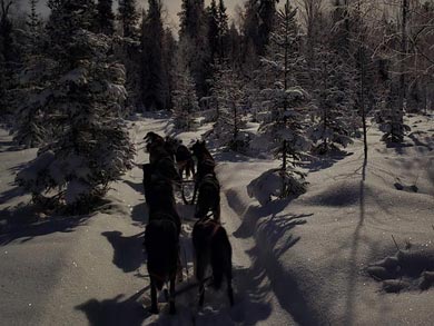 Dog sledding by moonlight | Photo: WLA