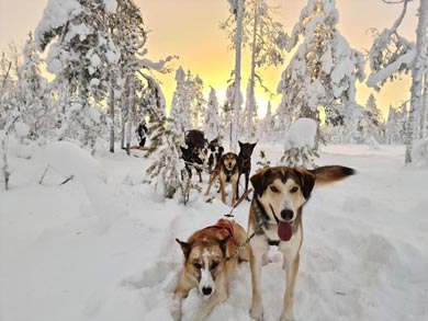 The huskies are always the stars of the show! | Photo: WLA