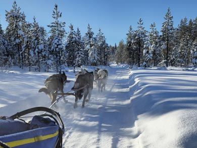 You'll be driving your own dogsled with 3-5 huskies | Photo: WLA