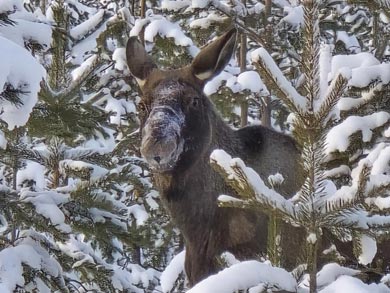 You may even spot some of the local wildlife along the way! | Photo: WLA